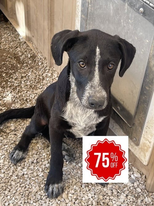 RESOLVE - Border Collie / Labrador Retriever available for adoption