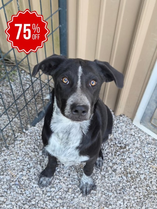 RESOLVE - Border Collie / Labrador Retriever available for adoption