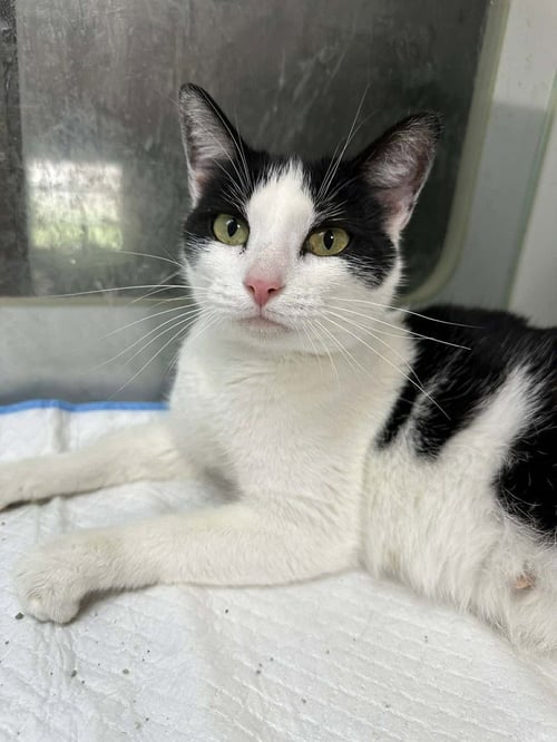 SPAGHETTI - Domestic Short Hair available for adoption