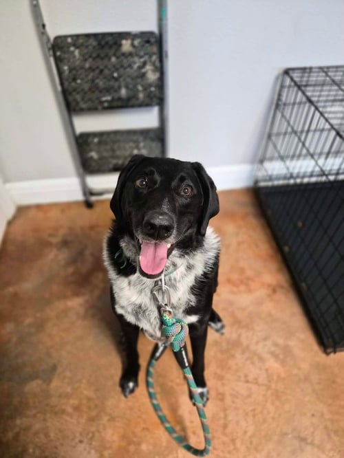 WINSTON - Labrador Retriever / Coonhound available for adoption
