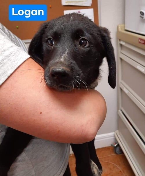 WINSTON - Labrador Retriever / Coonhound available for adoption
