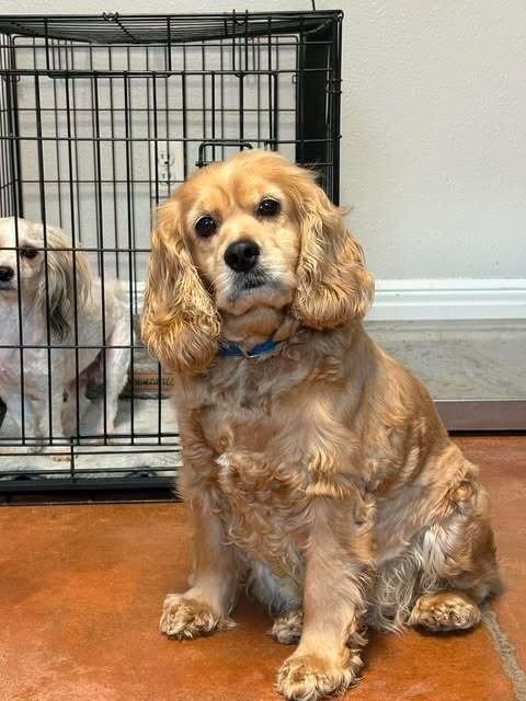 PEACHY - Cocker Spaniel available for adoption