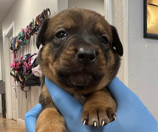 BANSHEE - Australian Cattle Dog/Blue Heeler / Labrador Retriever available for adoption