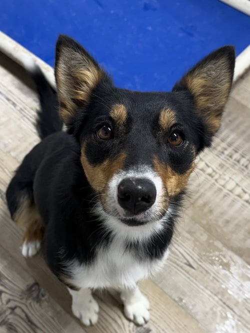 PINK LADY - Border Collie available for adoption