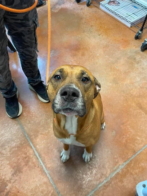 FREYA - Mastiff available for adoption