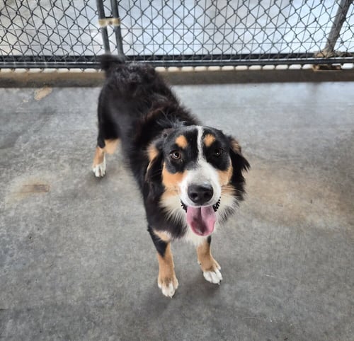 POPPI - Australian Shepherd for adoption in Springfield