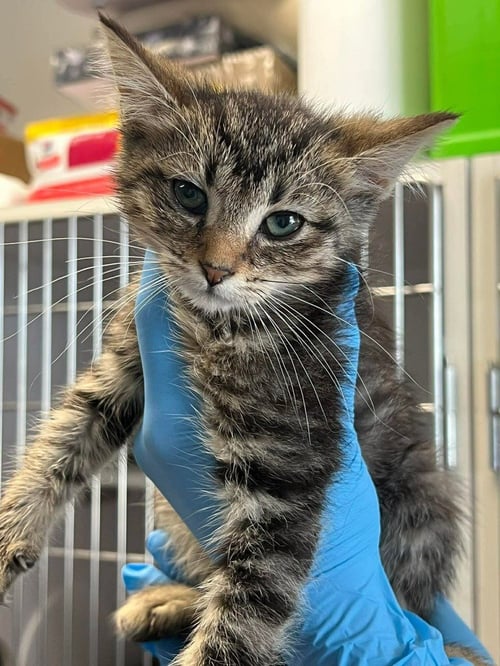 KYRA - Domestic Short Hair available for adoption