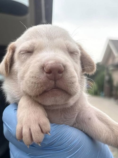 HEXAGON - Labrador Retriever for adoption in Springfield