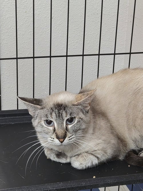 JAGUAR - Siamese available for adoption