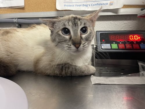 JAGUAR - Siamese available for adoption
