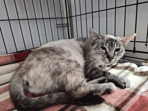 JAGUAR - Siamese for adoption in Springfield
