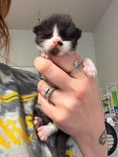 IRON - Domestic Short Hair available for adoption