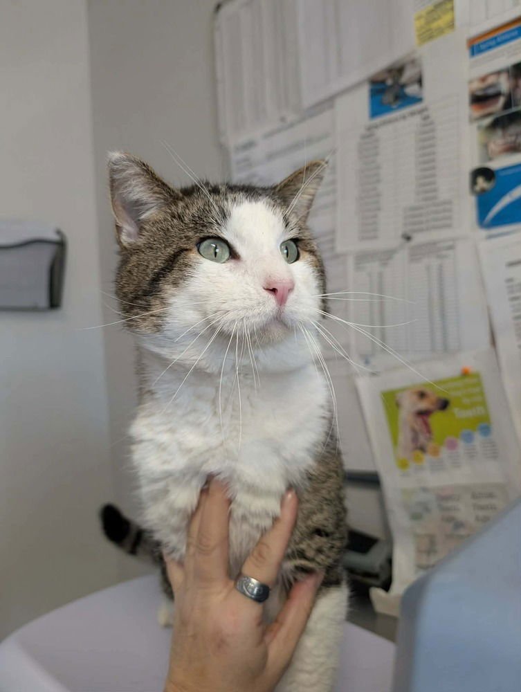 EUGENE - Domestic Short Hair available for adoption