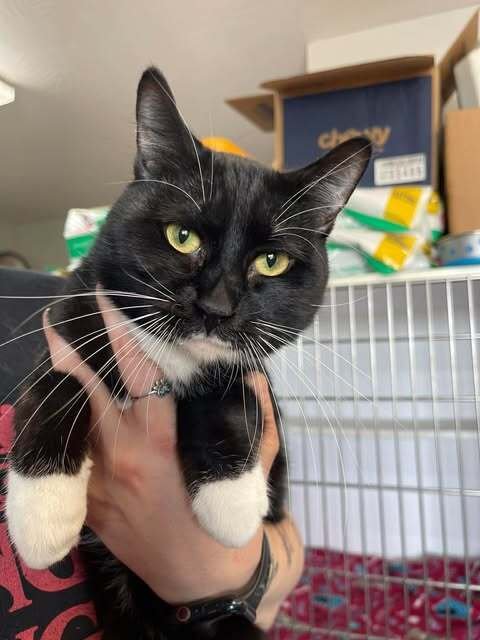 GUSTAVO - Domestic Short Hair available for adoption