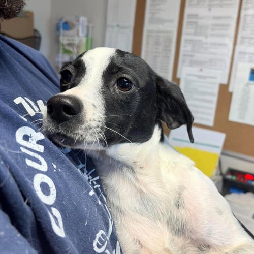 ROCKET - Terrier / Hound available for adoption
