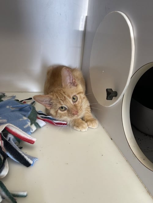 MOOSE - Domestic Short Hair available for adoption