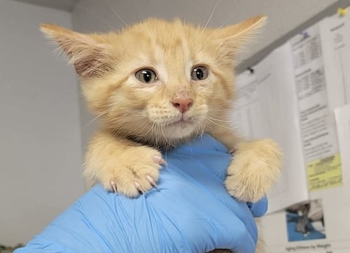 MOOSE - Domestic Short Hair available for adoption