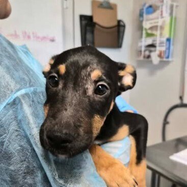 GRANDE - Australian Cattle Dog/Blue Heeler available for adoption