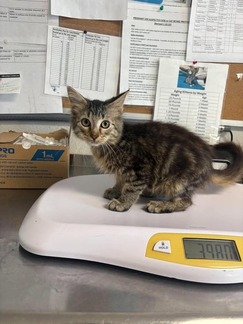 SALLI - Domestic Medium Hair available for adoption