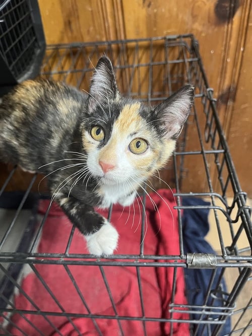 MALIBU - Domestic Short Hair available for adoption