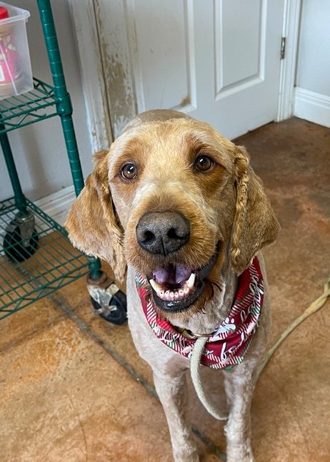 BLAIZE - Golden Retriever / Poodle (Standard) available for adoption