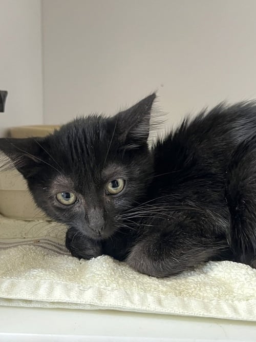 CICADA - Domestic Short Hair available for adoption