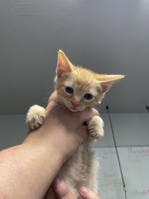 PORCHE - Domestic Short Hair available for adoption
