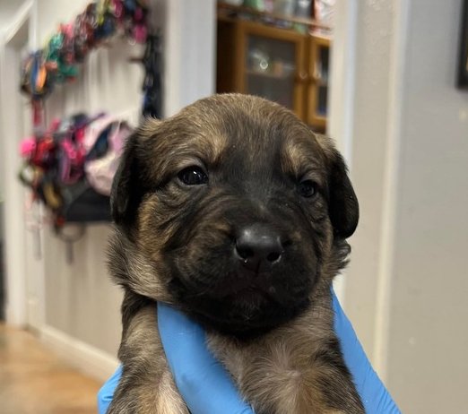 DULLAHAN - Australian Cattle Dog/Blue Heeler / Labrador Retriever available for adoption