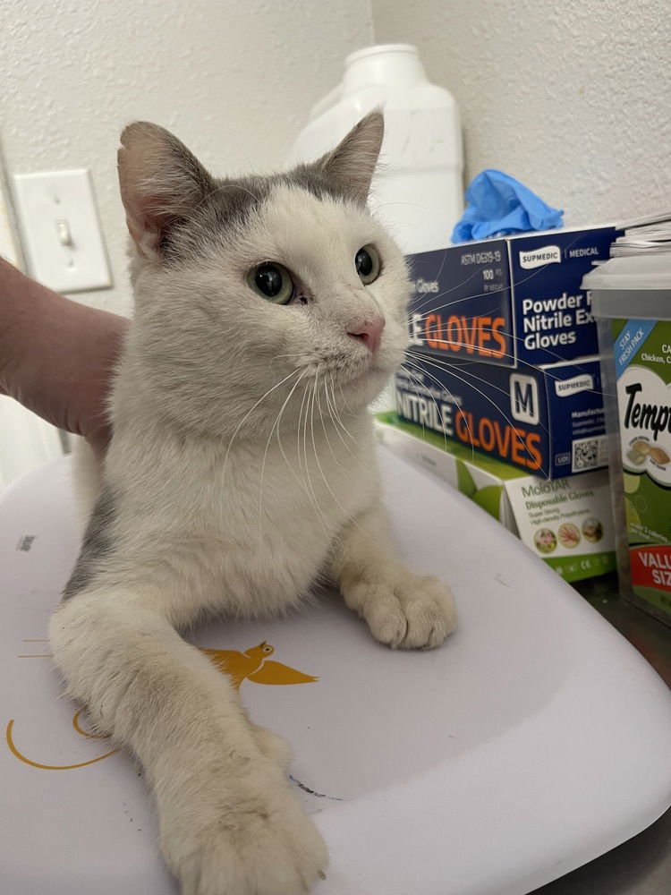 GUSTO - Domestic Short Hair available for adoption