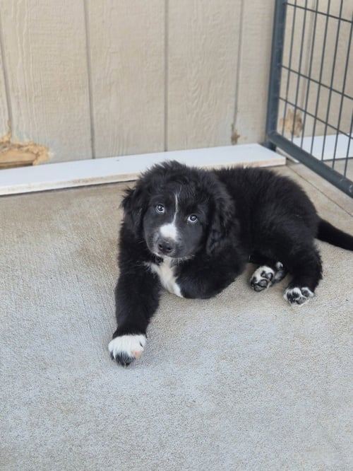 FRICK - Border Collie / Great Pyrenees for adoption in Springfield