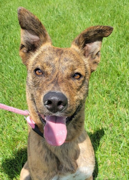 BUCKEYE - Australian Cattle Dog/Blue Heeler / Pit Bull Terrier available for adoption
