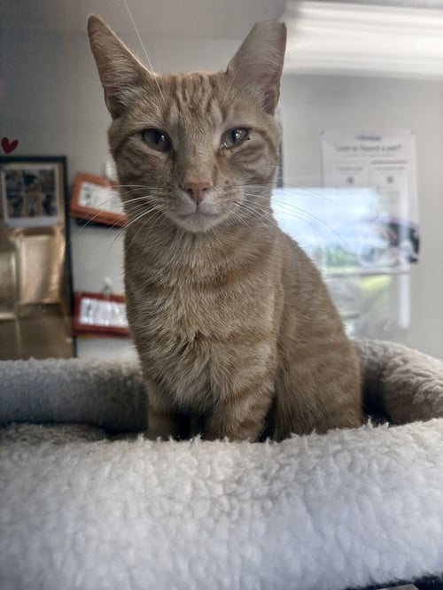 ROT - Domestic Short Hair available for adoption