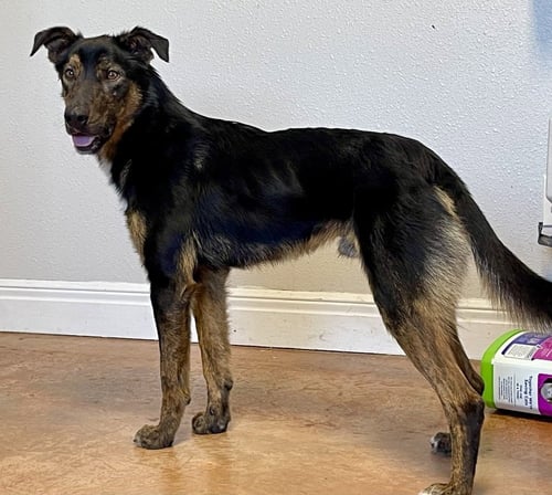 BUDDY BOY - German Shepherd Dog for adoption in Springfield