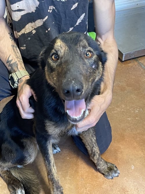 BUDDY BOY - German Shepherd Dog available for adoption
