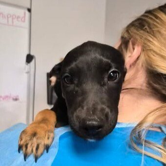 BILLIE - Australian Cattle Dog/Blue Heeler available for adoption