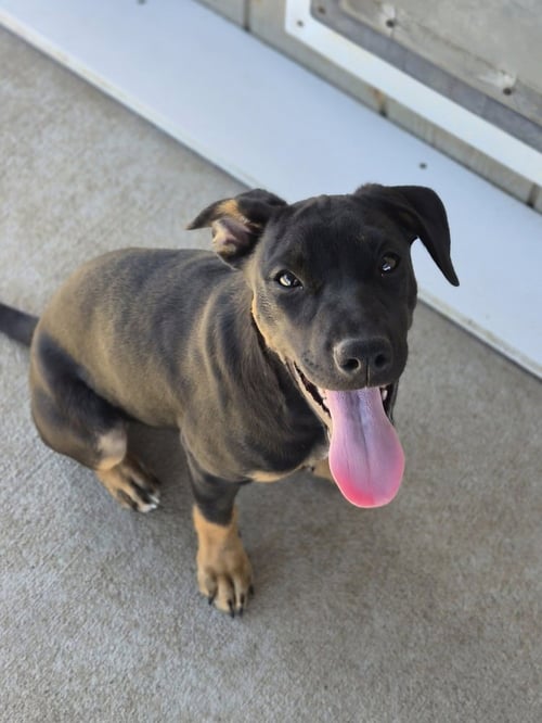 BILLIE - Australian Cattle Dog/Blue Heeler available for adoption