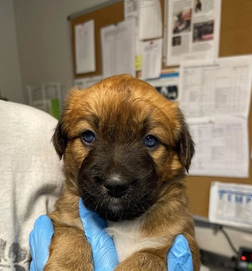 SOLEIL - Jack Russell Terrier / Rhodesian Ridgeback for adoption in Springfield