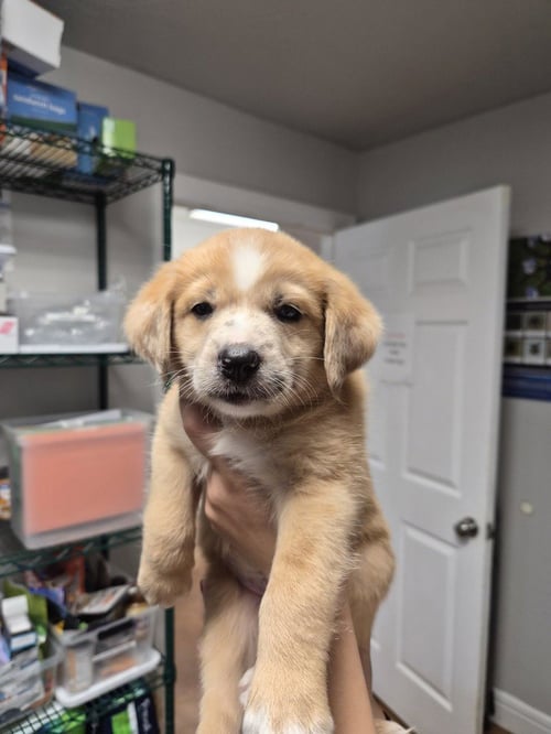 SNICKERZ - Australian Shepherd / Akita available for adoption