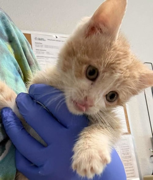VANILLA - Domestic Short Hair available for adoption