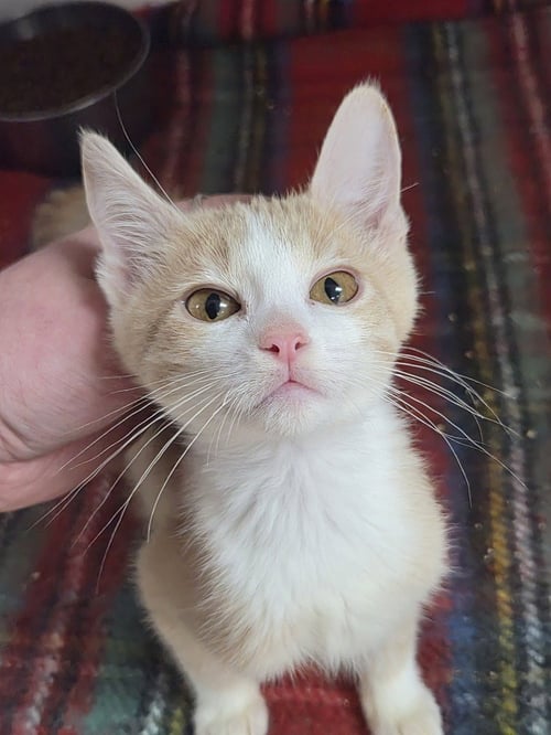 VANILLA - Domestic Short Hair available for adoption
