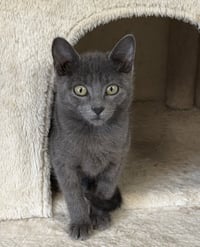 Buttercup - Photo 1