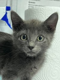 Buttercup - Photo 2