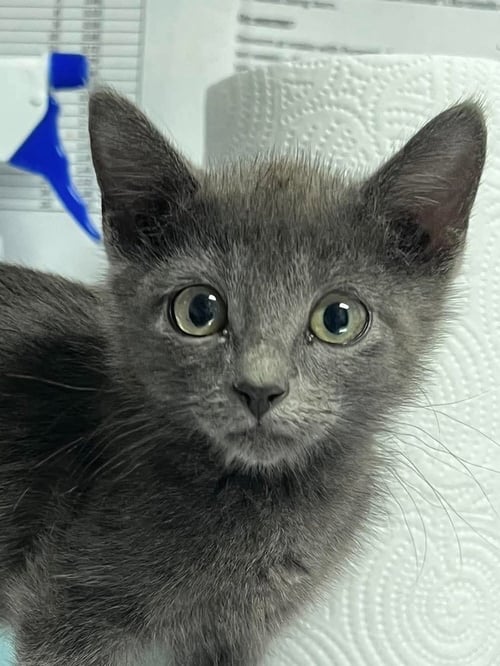 BUTTERCUP - Domestic Short Hair available for adoption