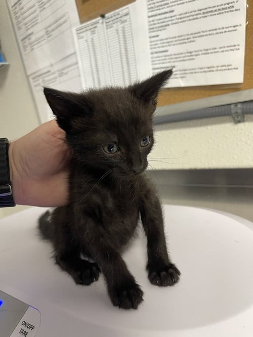 STEM - Domestic Short Hair available for adoption