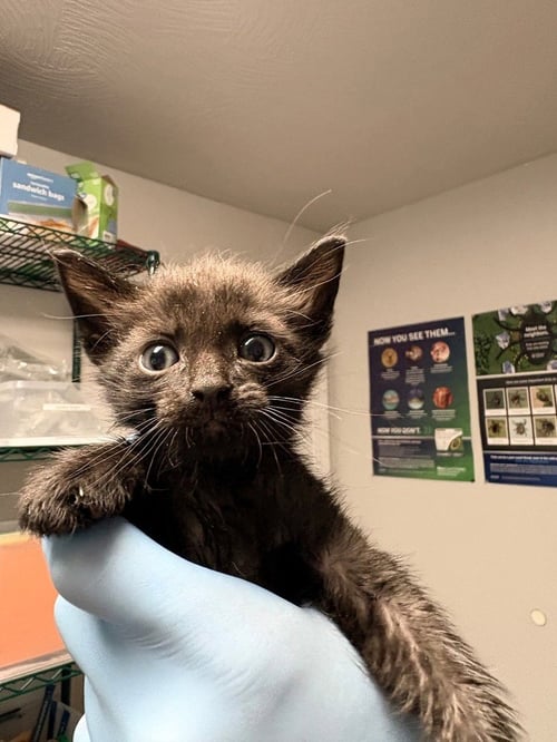 STEM - Domestic Short Hair available for adoption