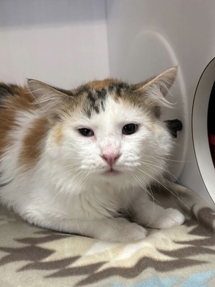 YODI - Manx / Domestic Medium Hair available for adoption