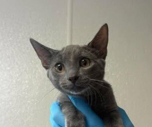FAIR - Domestic Short Hair available for adoption