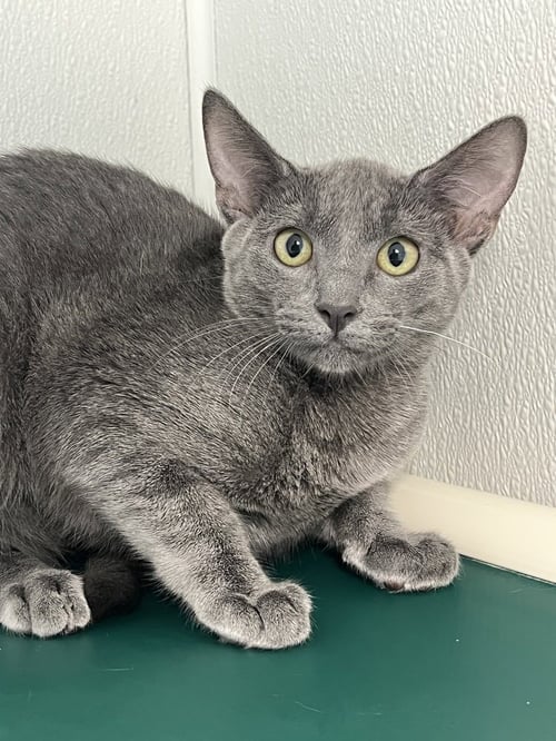 FAIR - Domestic Short Hair available for adoption
