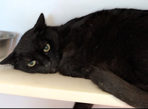 MOMMA C - Domestic Short Hair available for adoption