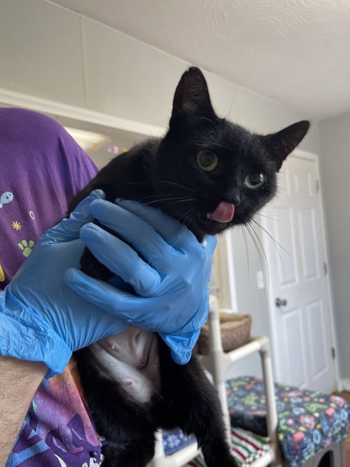 MOMMA C - Domestic Short Hair available for adoption